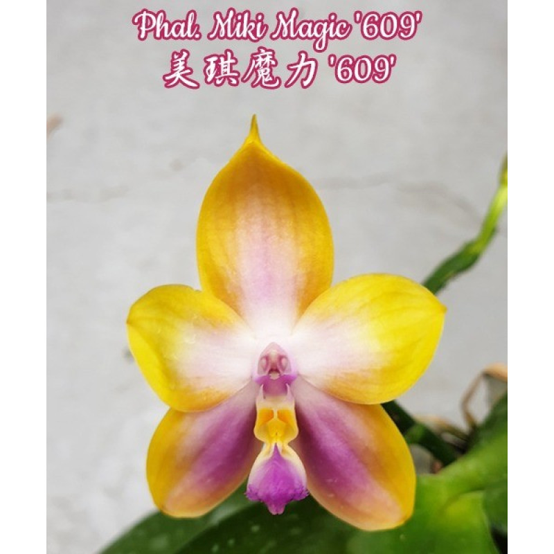みっきー Орхидея Phal. Miki Magic 609 - купить, доставка Украина